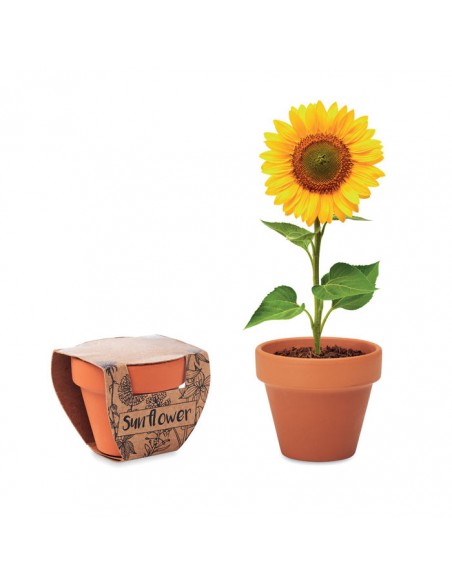 Vasetto in terracotta con semi di ...
